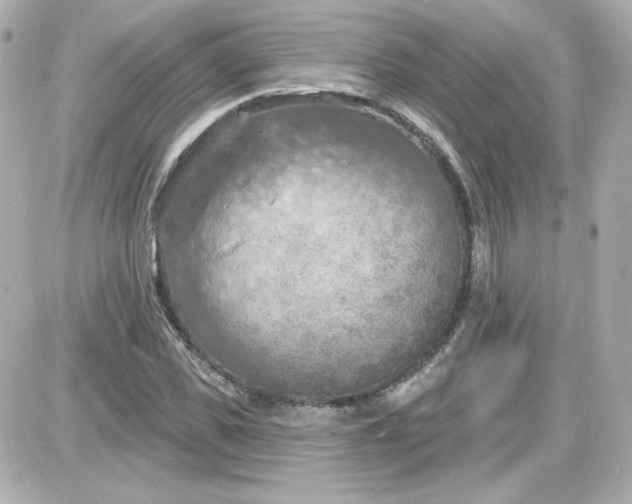 X0000087530925200705112027