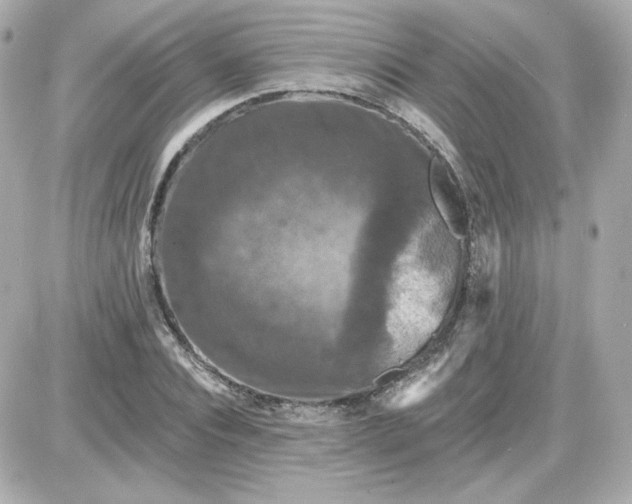 X0000087530928200705112027