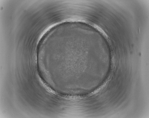 X0000087530934200705112028