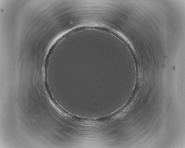 X0000087530935200705112028