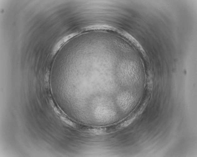 X0000087530937200705112028