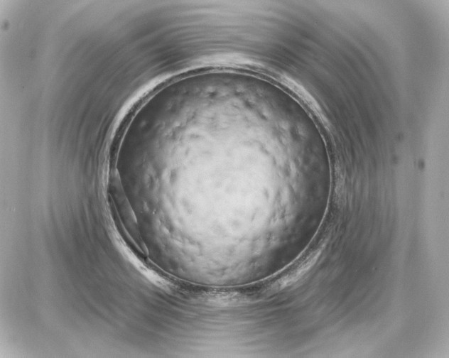 X0000087530939200705112028