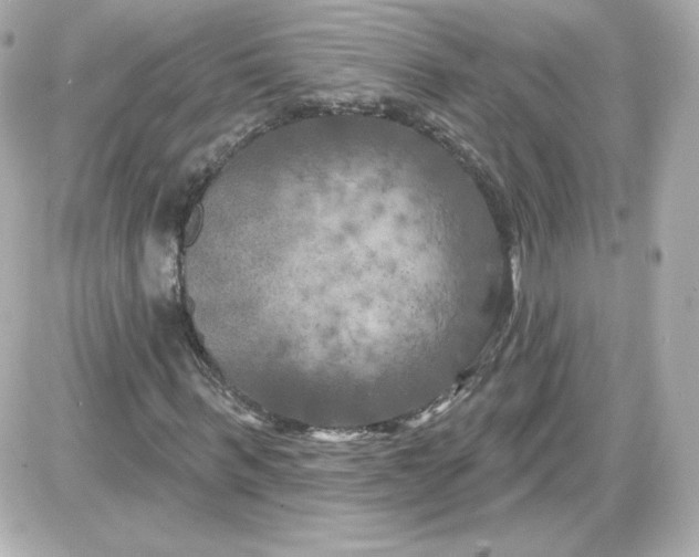 X0000087530963200705112027