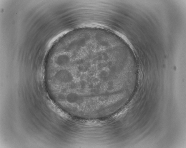 X0000087530979200705112027