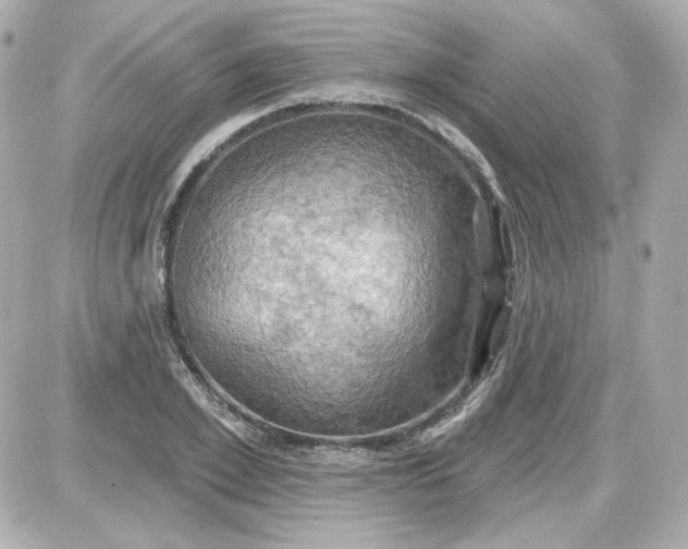 X0000087530981200705112027