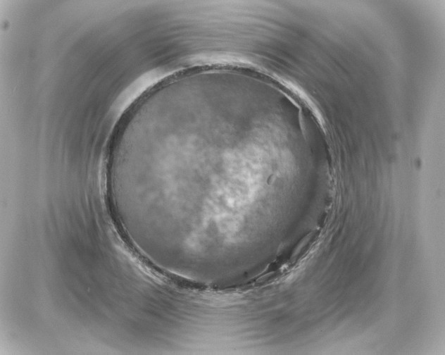 X0000087530983200705112027