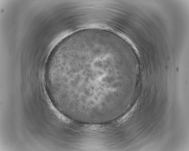 X0000087530991200705112027