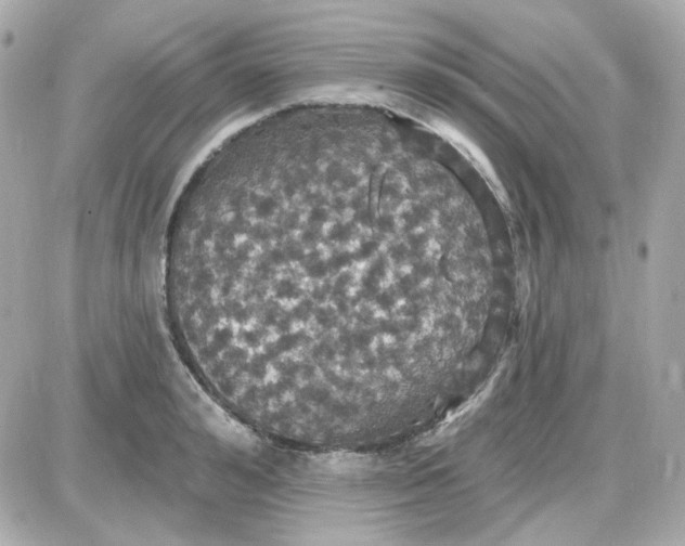 X0000087530992200705112027