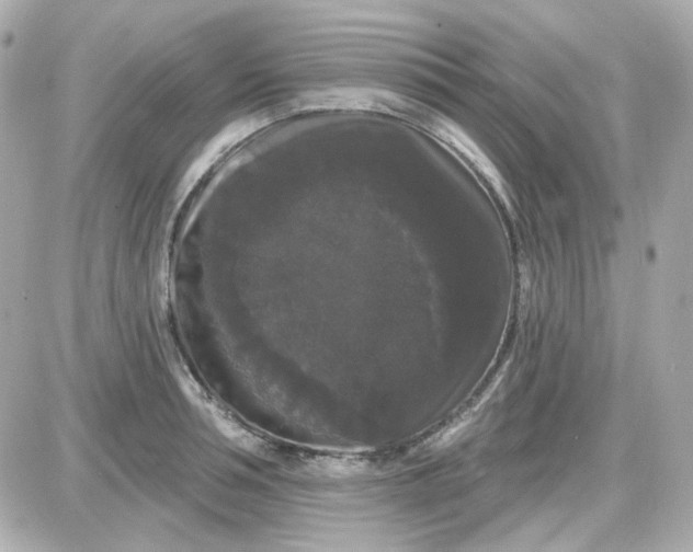 X0000087530994200705112027