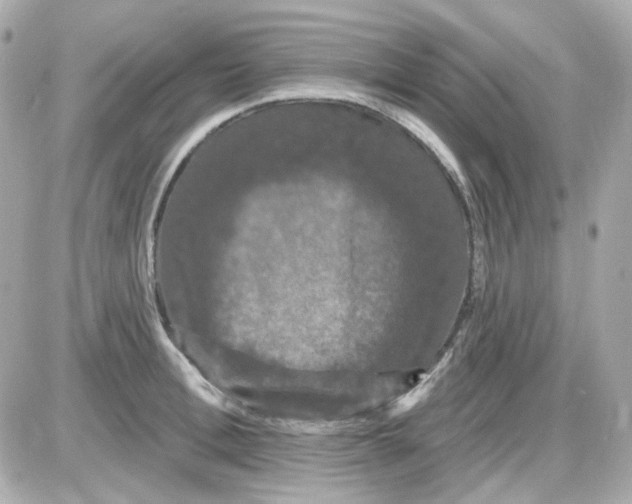 X0000087530996200705112027