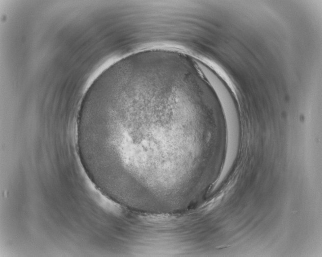 X0000087530999200705112027