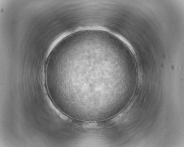 X0000087531006200705112026