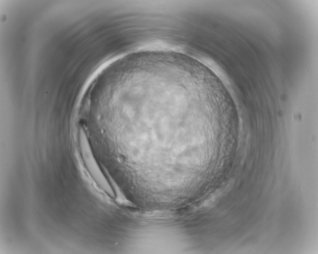 X0000087531008200705112026