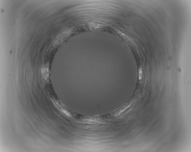 X0000087531011200705112026