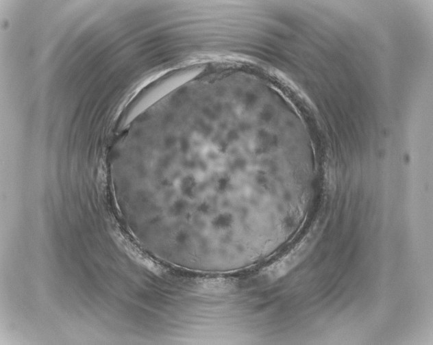 X0000087531025200705112026