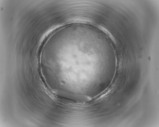 X0000087531027200705112026