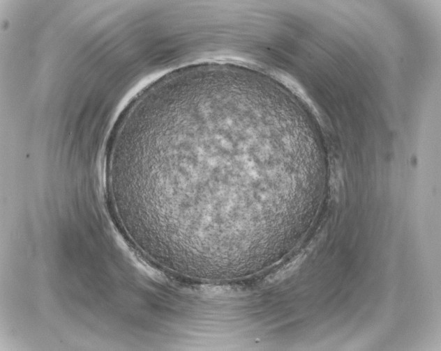 X0000087531032200705112026