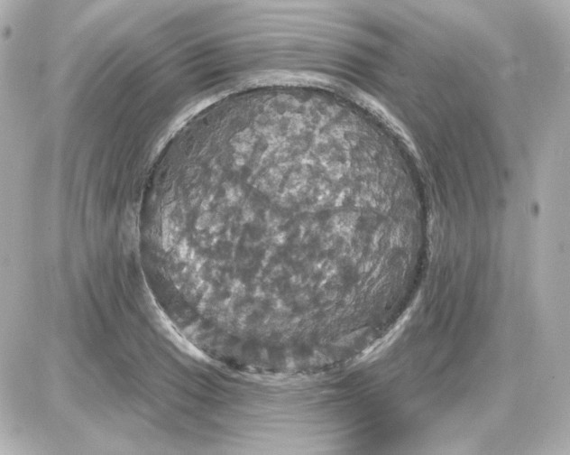 X0000087531033200705112026