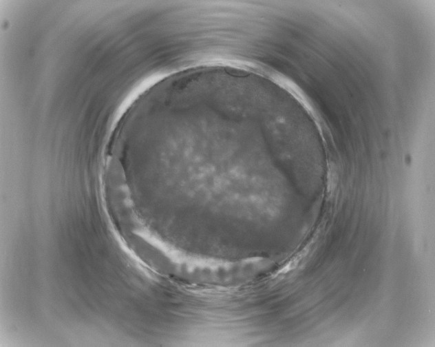 X0000087531048200705112026