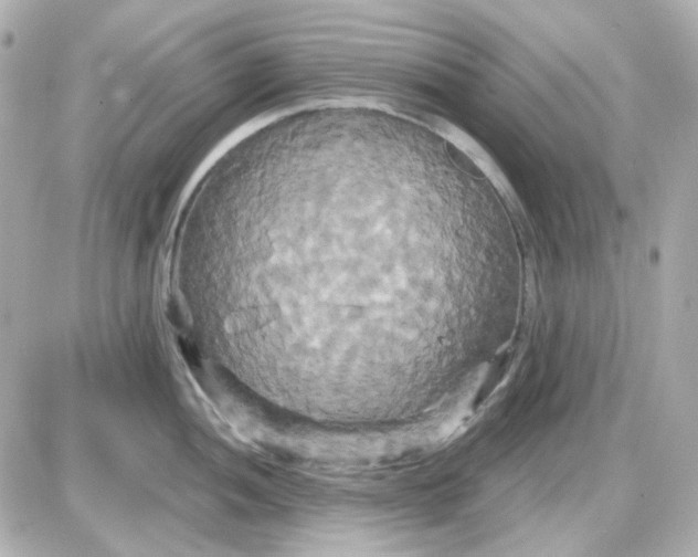 X0000087531052200705112026