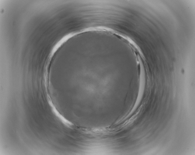 X0000087531054200705112026