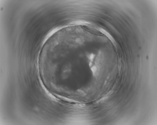 X0000087531055200705112026