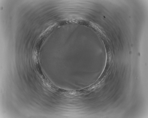 X0000087531060200705112026