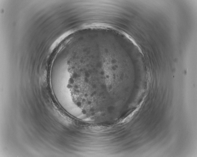 X0000087531066200705112025