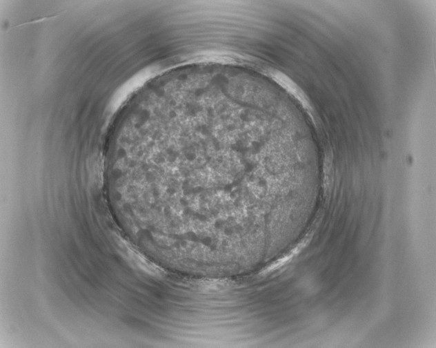 X0000087531067200705112025