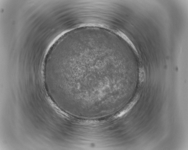 X0000087531068200705112025