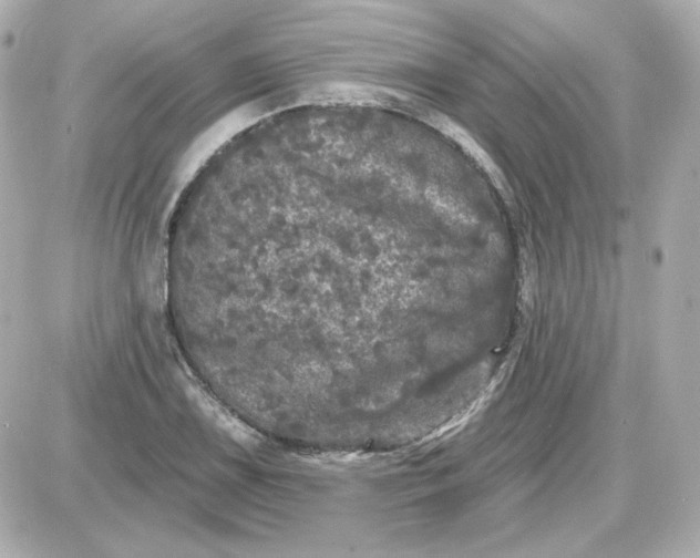 X0000087531075200705112025