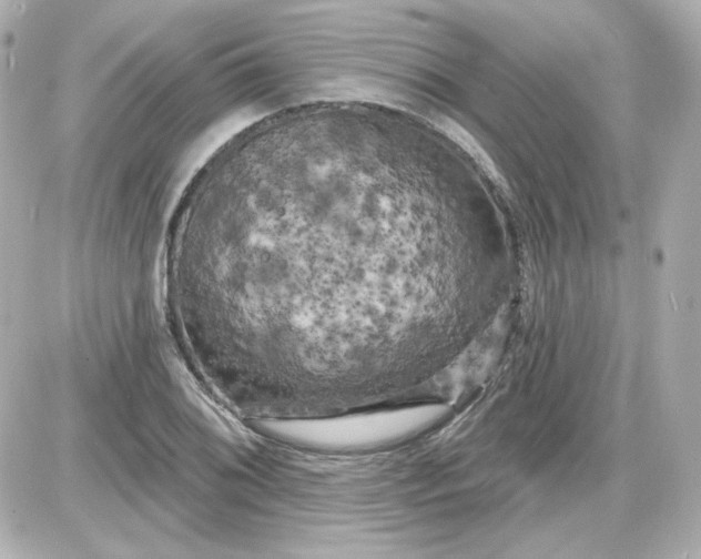 X0000087531076200705112025