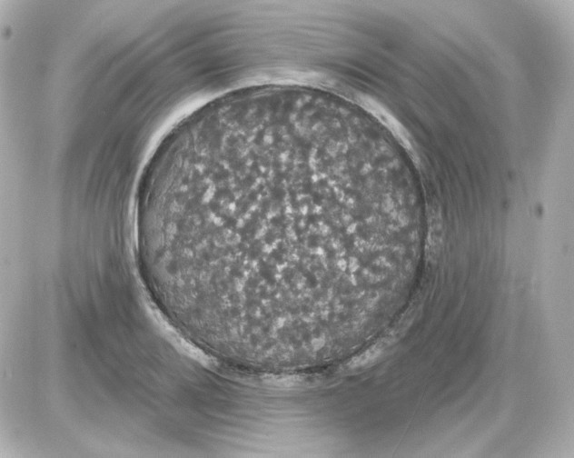 X0000087531080200705112025