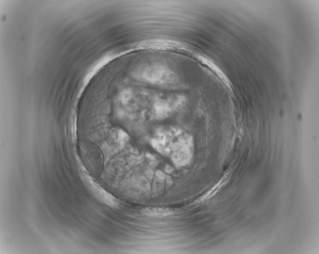 X0000087531083200705112025