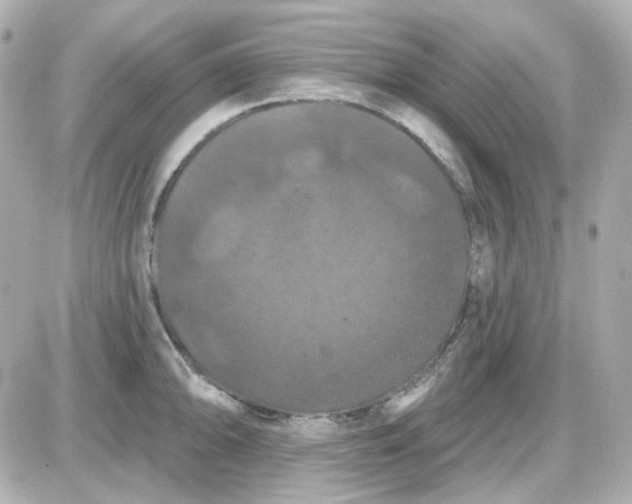 X0000087531094200705112025