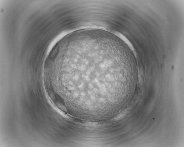 X0000087531096200705112025