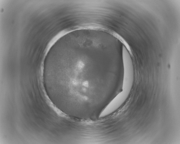 X0000087531099200705112025