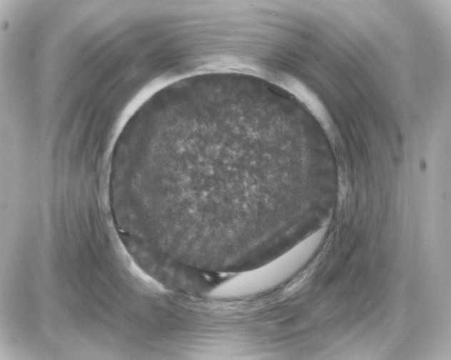 X0000087531102200705112025