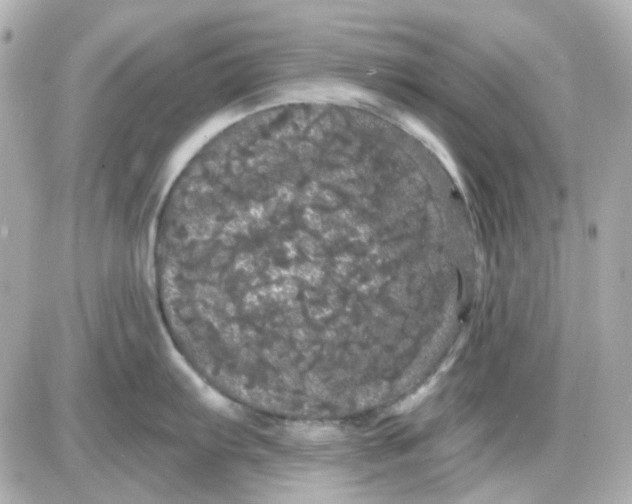 X0000087531103200705112025