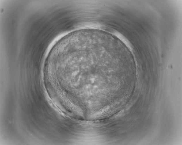 X0000087531104200705112025