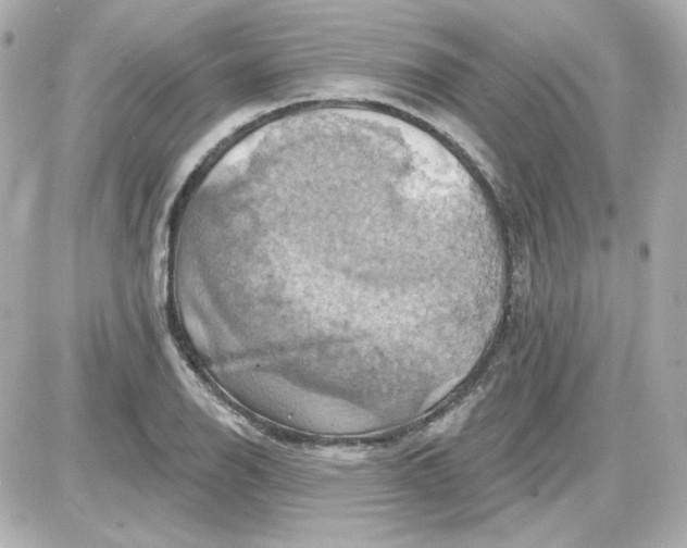 X0000087531126200705112024