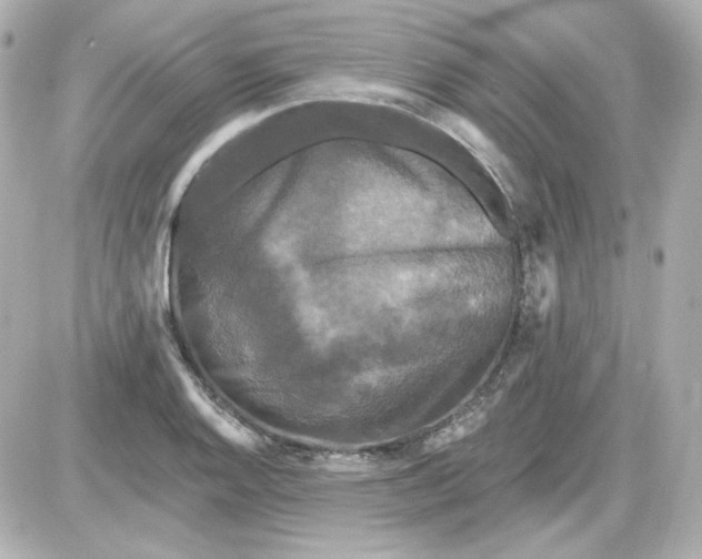 X0000087531128200705112024