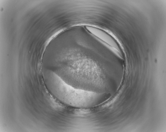 X0000087531145200705112025