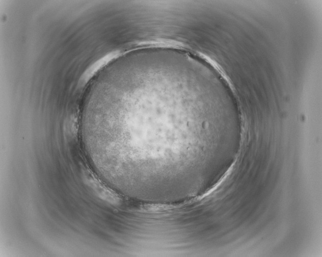 X0000087531163200705112024