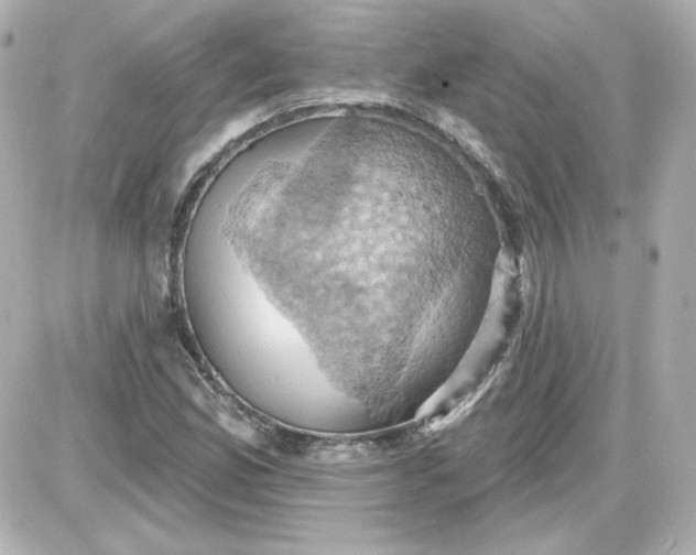 X0000087531165200705112024