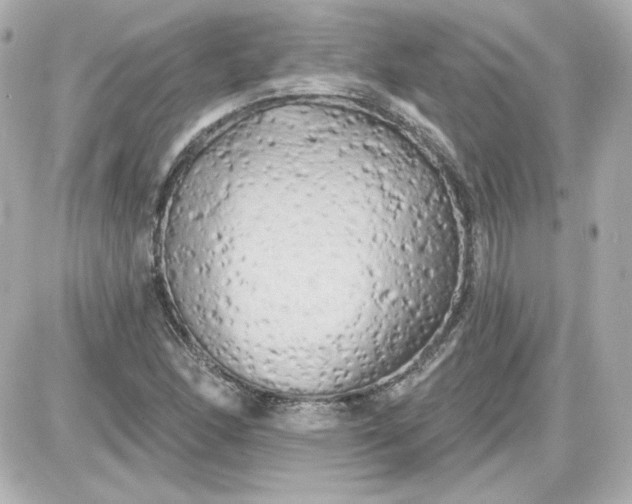 X0000087531166200705112024