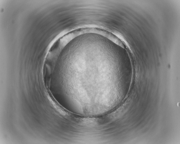 X0000087531181200705112024