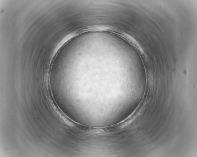 X0000087531186200705112024