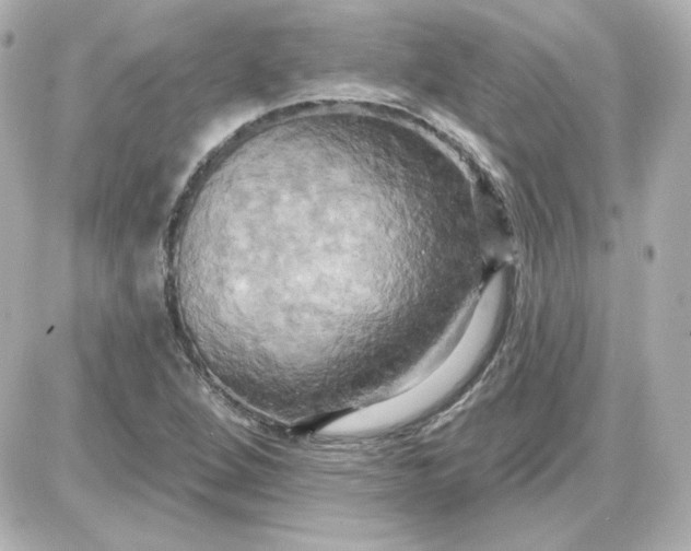 X0000087531264200705112022