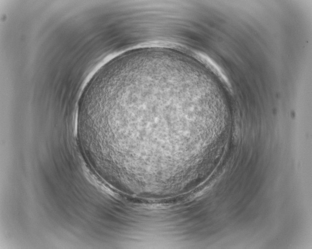 X0000087531276200705112022